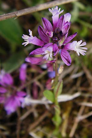 Polygala vulgaris \ Gewhnliche Kreuzblume, Gewhnliches Kreuzblmchen / Common Milkwort, D Herborn 16.5.2015