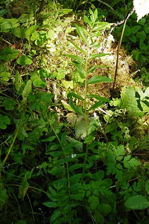 Polemonium caeruleum / Jacob's Ladder, Greek Valerian, D Beuron 26.7.2015