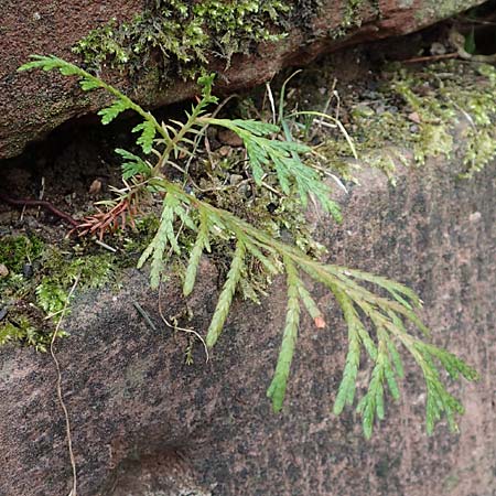 Platycladus orientalis \ Morgenlndischer Lebensbaum, Thuja / Oriental Arbor-Vitae, D Heidelberg 5.12.2015