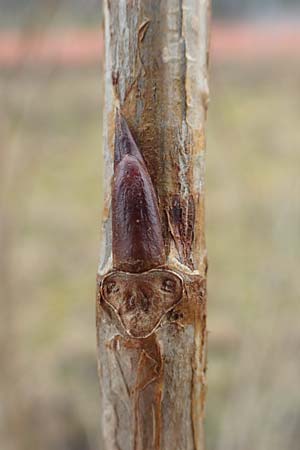 Populus alba \ Silber-Pappel, D Mannheim 5.3.2016