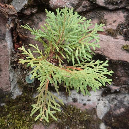 Platycladus orientalis \ Morgenlndischer Lebensbaum, Thuja, D Heidelberg 22.9.2017