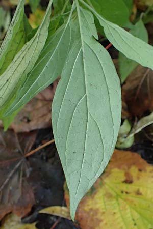 Parietaria officinalis \ Aufrechtes Glaskraut / Common Pellitory-of-the-Wall, D Hemsbach 25.10.2017