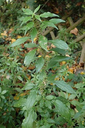 Parietaria officinalis \ Aufrechtes Glaskraut / Common Pellitory-of-the-Wall, D Hemsbach 25.10.2017