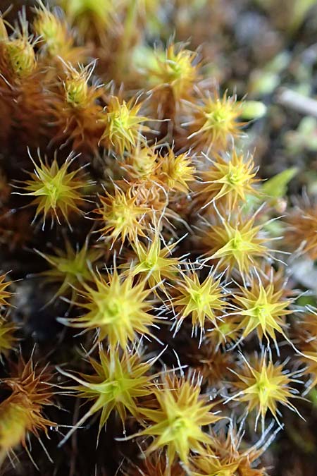 Polytrichum piliferum \ Glashaar-Widertonmoos, Haartragendes Frauenhaarmoos, D Mannheim 16.4.2018