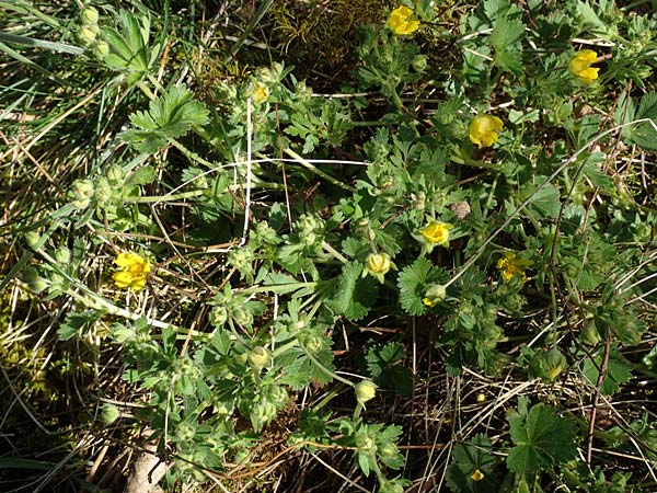 Potentilla incana \ Sand-Fingerkraut, D Seeheim an der Bergstraße 16.4.2018