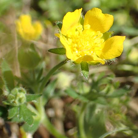 Potentilla incana \ Sand-Fingerkraut, D Seeheim an der Bergstraße 16.4.2018