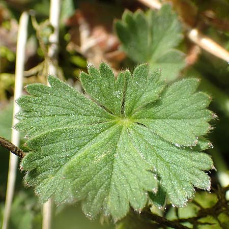 Potentilla incana \ Sand-Fingerkraut, D Seeheim an der Bergstraße 16.4.2018