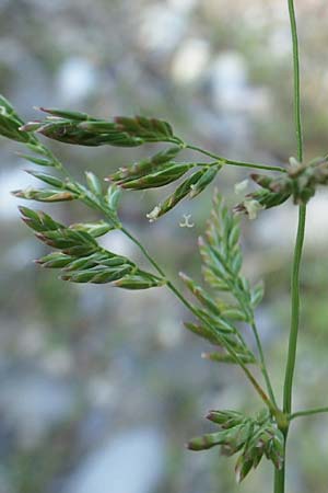 Poa palustris \ Sumpf-Rispengras, D Hartheim 5.6.2018