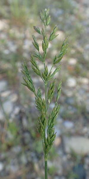 Poa palustris \ Sumpf-Rispengras / Swamp Meadow Grass, D Hartheim 5.6.2018