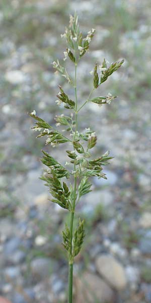 Poa palustris \ Sumpf-Rispengras / Swamp Meadow Grass, D Hartheim 5.6.2018