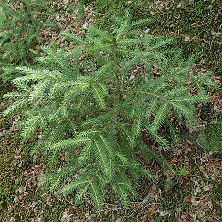 Picea omorika \ Serbische Fichte, Omorika-Fichte, D Bonn 9.7.2018