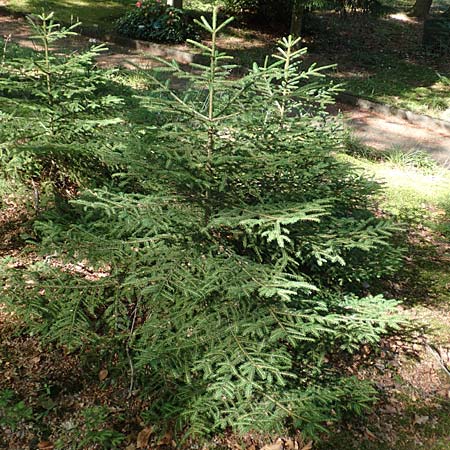 Picea omorika \ Serbische Fichte, Omorika-Fichte, D Bonn 9.7.2018