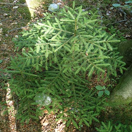 Picea omorika \ Serbische Fichte, Omorika-Fichte, D Bonn 9.7.2018