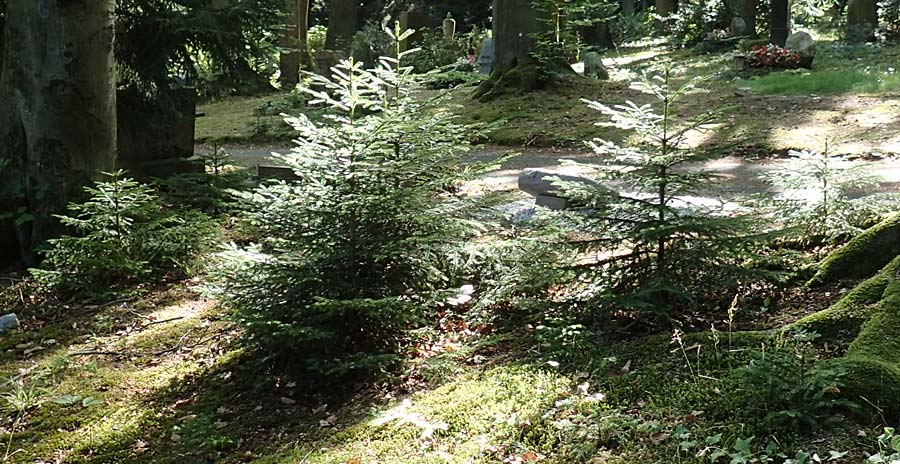 Picea omorika \ Serbische Fichte, Omorika-Fichte / Serbian Spruce, D Bonn 9.7.2018