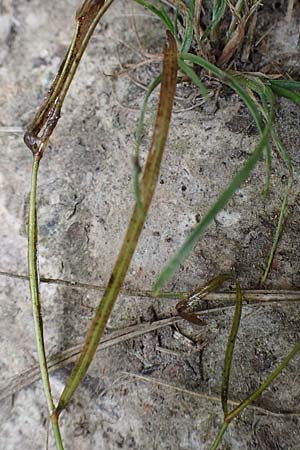 Potamogeton pusillus agg. \ Zwerg-Laichkraut / Small Pontweed, D Drover Heide 9.7.2018