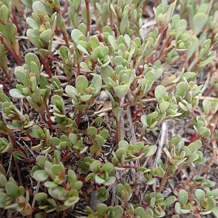 Portulaca granulatostellulata \ Granuliertsterniger Portulak / Granulate-Stellate Purslane, D Mannheim 2.9.2018