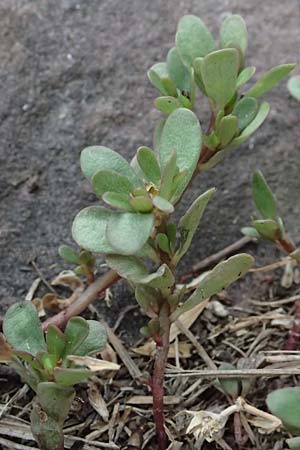 Portulaca granulatostellulata \ Granuliertsterniger Portulak / Granulate-Stellate Purslane, D Mannheim 2.9.2018