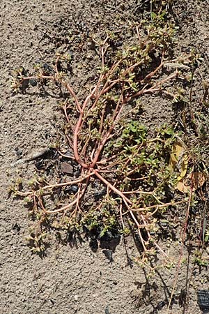 Portulaca oleracea agg. / Common Purslane, D Sandhausen 24.9.2018