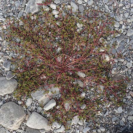 Portulaca granulatostellulata \ Granuliertsterniger Portulak / Granulate-Stellate Purslane, D Köln-Langel 6.10.2018