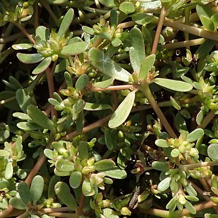 Portulaca granulatostellulata \ Granuliertsterniger Portulak / Granulate-Stellate Purslane, D Maxdorf 18.10.2018