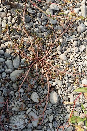 Portulaca granulatostellulata \ Granuliertsterniger Portulak / Granulate-Stellate Purslane, D Pfalz, Speyer 19.10.2018