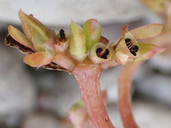 Portulaca granulatostellulata \ Granuliertsterniger Portulak / Granulate-Stellate Purslane, D Pfalz, Speyer 19.10.2018