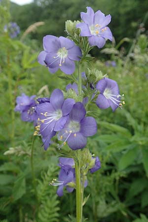 Polemonium caeruleum \ Blaue Himmelsleiter, Sperrkraut, D Sundern 14.6.2019