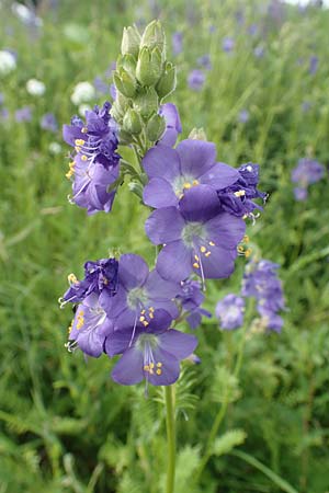 Polemonium caeruleum / Jacob's Ladder, Greek Valerian, D Sundern 14.6.2019