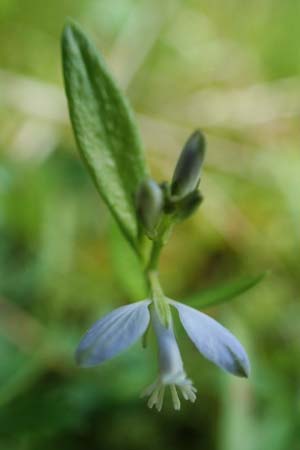 Polygala amarella ? \ Sumpf-Kreuzblume, Sumpf-Kreuzblmchen / Dwarf Milkwort, D Rosenthal 15.6.2019