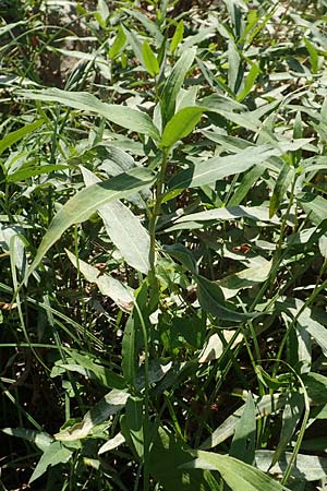 Persicaria amphibia \ Wasser-Knterich, D Mannheim 15.9.2019