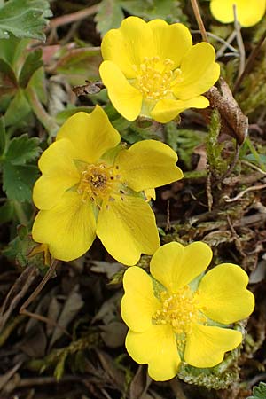 Potentilla incana \ Sand-Fingerkraut / Sand Cinquefoil, D Schwetzingen 3.4.2020