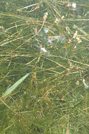 Potamogeton pusillus agg. \ Zwerg-Laichkraut / Small Pontweed, D Kaiserstuhl,  Burkheim 1.6.2021