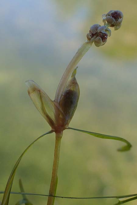 Potamogeton pusillus agg. / Small Pontweed, D Kaiserstuhl,  Burkheim 1.6.2021