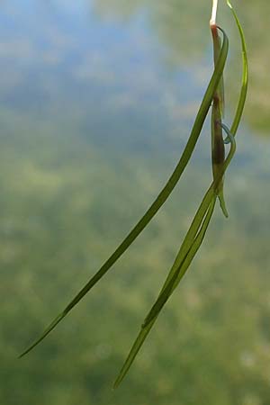 Potamogeton pusillus agg. \ Zwerg-Laichkraut / Small Pontweed, D Kaiserstuhl,  Burkheim 1.6.2021