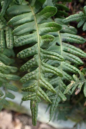 Polypodium vulgare \ Gewhnlicher Tpfelfarn, D St. Martin an der Weinstraße 23.2.2022