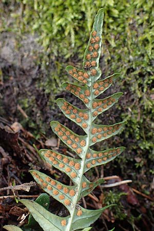 Polypodium vulgare \ Gewhnlicher Tpfelfarn / Polypody, D St. Martin an der Weinstraße 23.2.2022