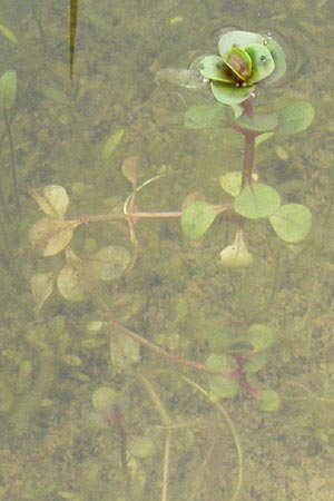 Lythrum portula / Water Purslane, D Babenhausen 11.8.2007