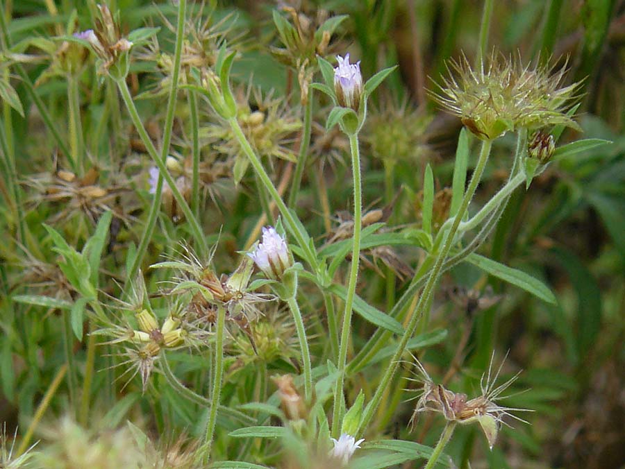 Pterocephalus plumosus \ Haarkranz-Flgelkopf / Downy-Headed Scabious, Annual Pterocephalus, D Botan. Gar.  Universit.  Mainz 13.9.2008