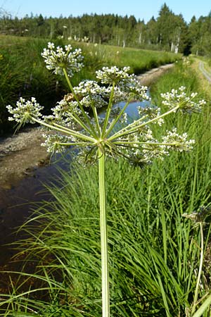 Peucedanum palustre \ Sumpf-Haarstrang, D Leutkirch 10.7.2015