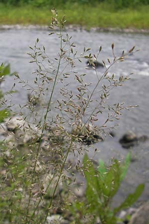 Poa palustris \ Sumpf-Rispengras / Swamp Meadow Grass, D Idar-Oberstein 25.6.2011