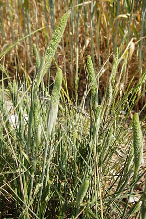 Phleum phleoides \ Steppen-Lieschgras / Boehmer's Cat's-Tail, D Alsenz 6.6.2015