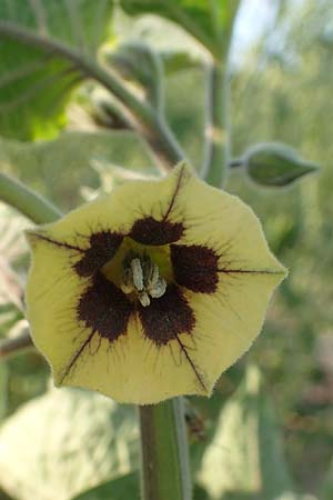 Physalis peruviana \ Kap-Stachelbeere, Andenbeere, D Mannheim 9.9.2015