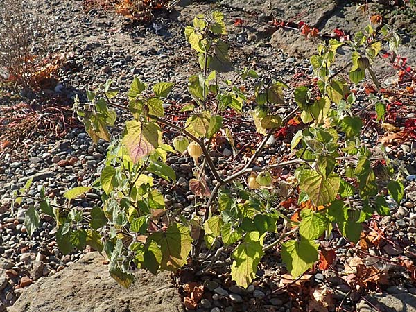 Physalis peruviana \ Kap-Stachelbeere, Andenbeere, D Dresden 2.11.2015