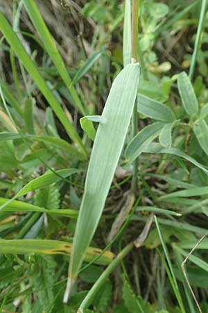 Phleum phleoides \ Steppen-Lieschgras / Boehmer's Cat's-Tail, D Bensheim 24.6.2016