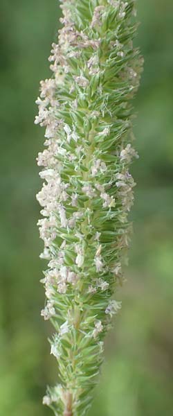 Phleum phleoides \ Steppen-Lieschgras / Boehmer's Cat's-Tail, D Bensheim 24.6.2016