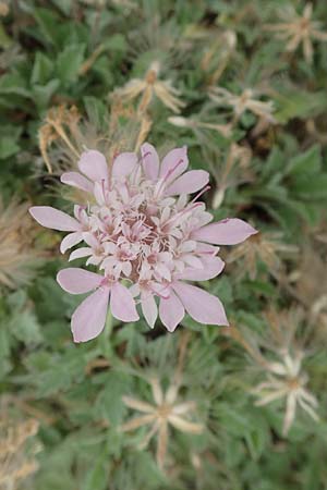 Pterocephalus pinardi \ Pinards Flgelkopf / Pinard's Scabious, D Botan. Gar.  Universit.  Tübingen 3.9.2016