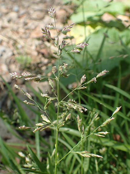 Poa pratensis \ Wiesen-Rispengras, Wiesenrispe / Smooth Meadow Grass, Kentucky Blue Grass, D Heidelberg 29.4.2017