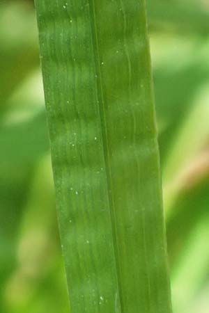 Poa pratensis \ Wiesen-Rispengras, Wiesenrispe / Smooth Meadow Grass, Kentucky Blue Grass, D Heidelberg 29.4.2017