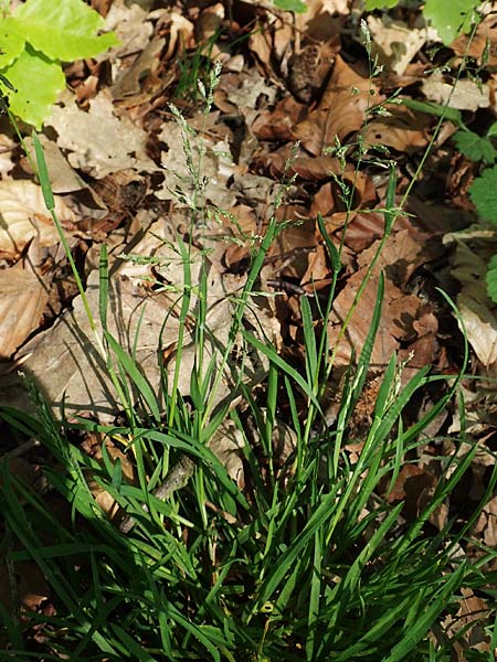 Poa pratensis \ Wiesen-Rispengras, Wiesenrispe / Smooth Meadow Grass, Kentucky Blue Grass, D Heidelberg 29.4.2017