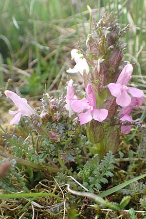 Pedicularis palustris \ Sumpf-Lusekraut / Marsh Lousewort, D Schwarzwald/Black-Forest, Feldberg 27.5.2017